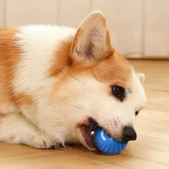 Rolling Ball Dog Toy-Sale